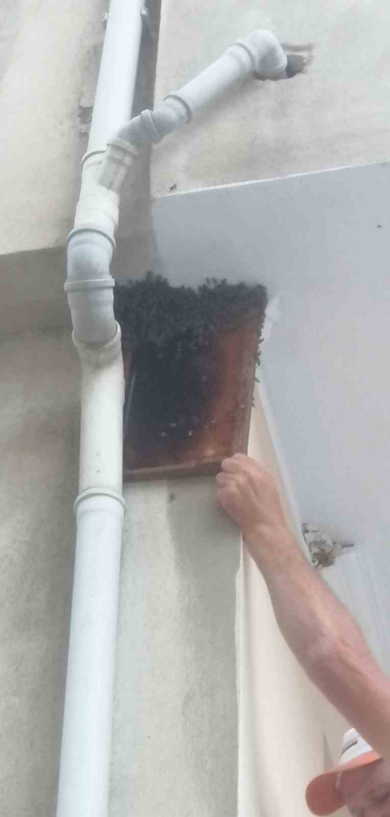 Kovandan firar eden binlerce arı, apartmanın balkonuna oğul yaptı