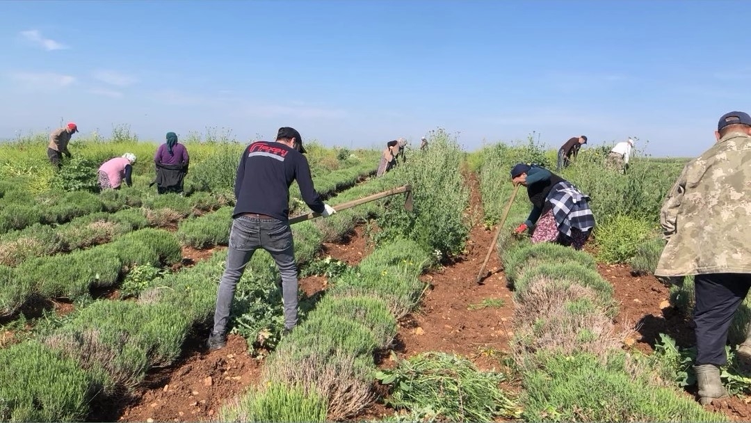 Edirne’de verimsiz araziler lavanta tarlasına dönüştü
