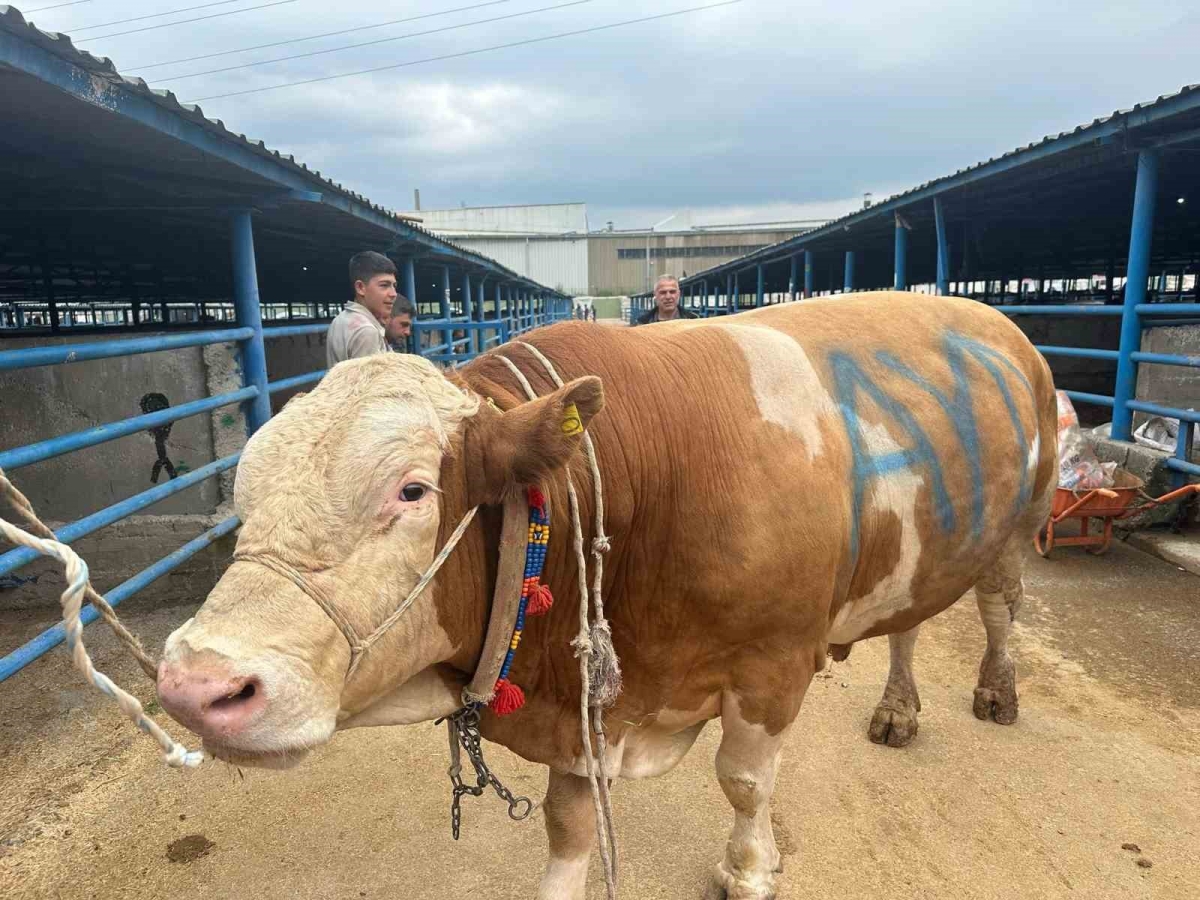 Bursa’da kurbanlık şampiyonu görücüye çıktı: Tam 1,2 ton
