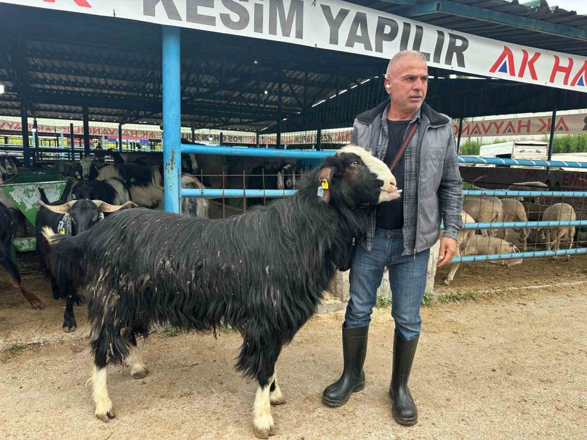 Bursa’daki kurban pazarının şampiyon keçisi 47 bin liradan satıldı

