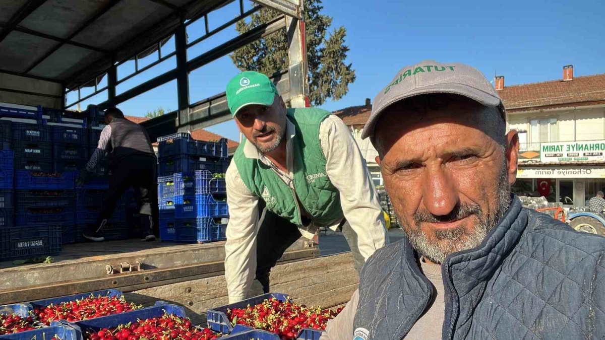 İznik’te mevsimin ilk karabodur kirazı hasadı başladı
