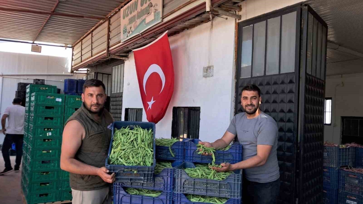 İznik’te Nazende fasulyesinde ilk hasat başladı, üretici fiyatlardan memnun

