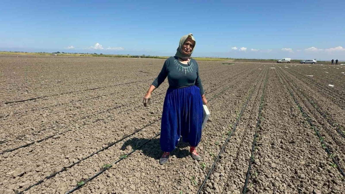 Belindeki 8 platinle tarlada ekmeğini kazanıyor
