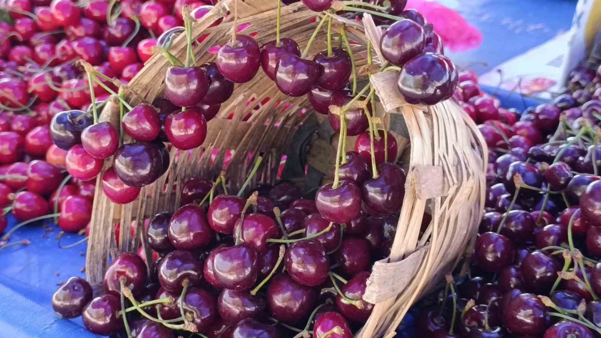 Tekirdağ’da kiraz fiyatları düşüşe geçti: 250 TL’den 150-100 TL bandına geriledi

