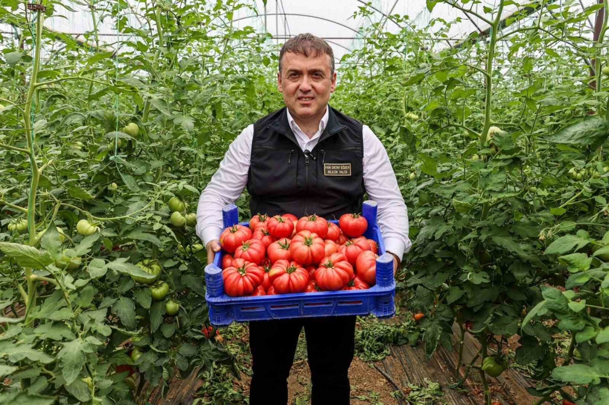 Bilecik’te örtü altı domates hasadı başladı
