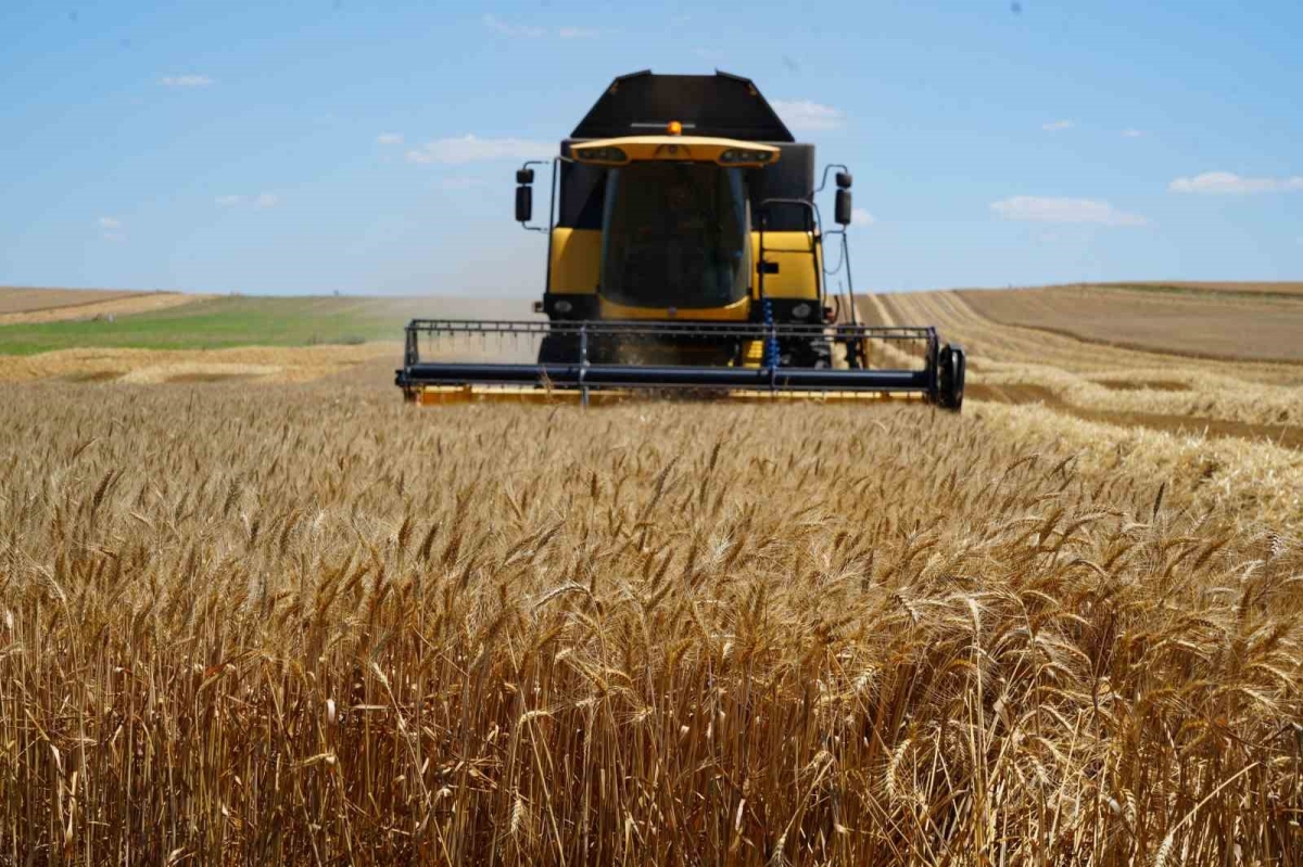 Edirne’de buğday hasadı çiftçinin yüzünü güldürüyor
