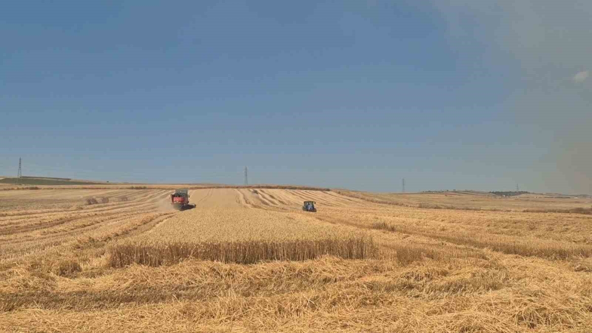 Alevlerle biçerdöver yarışı: Yangının dibinde zamanla yarış
