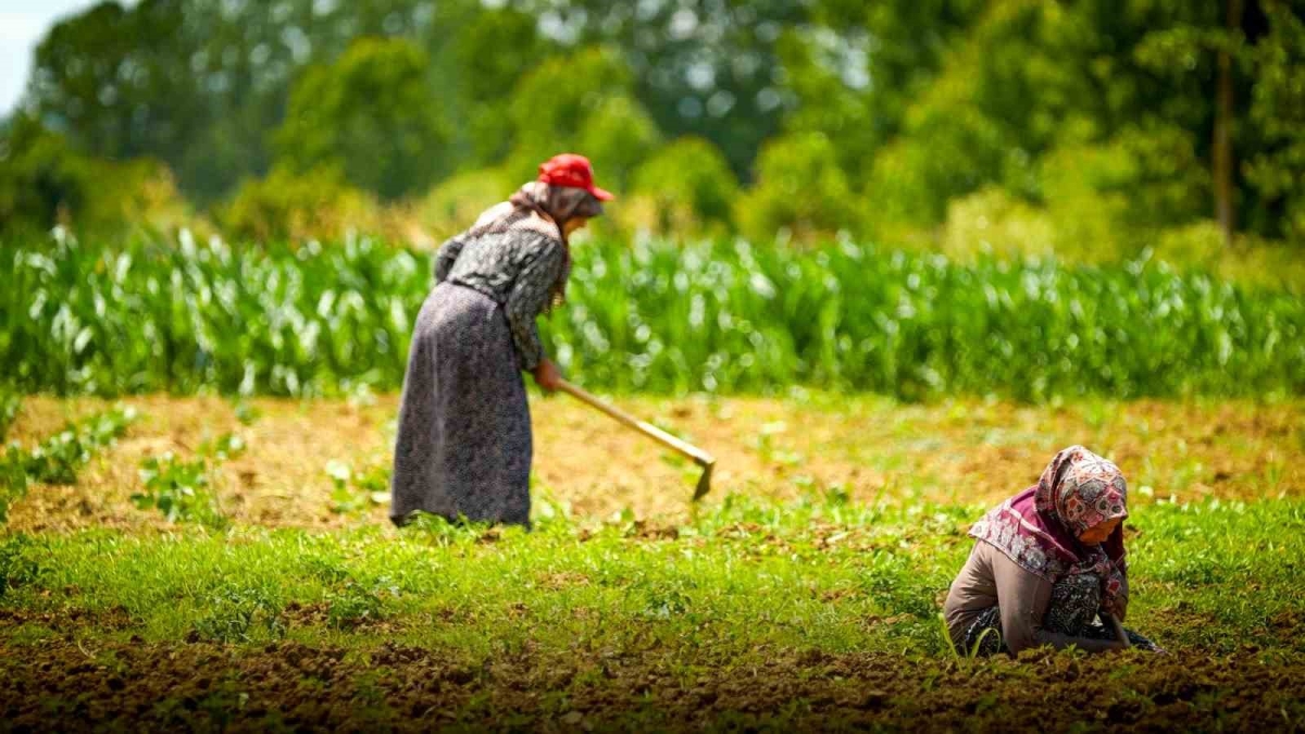 Kocaeli’de tarım ve hayvancılığa 7 yılda 1,5 milyar lirayı aşkın destek sağlandı
