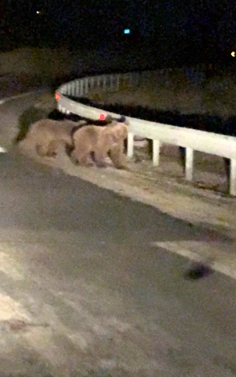 Gece sürprizi: İki ayı yavrusu kamerada
