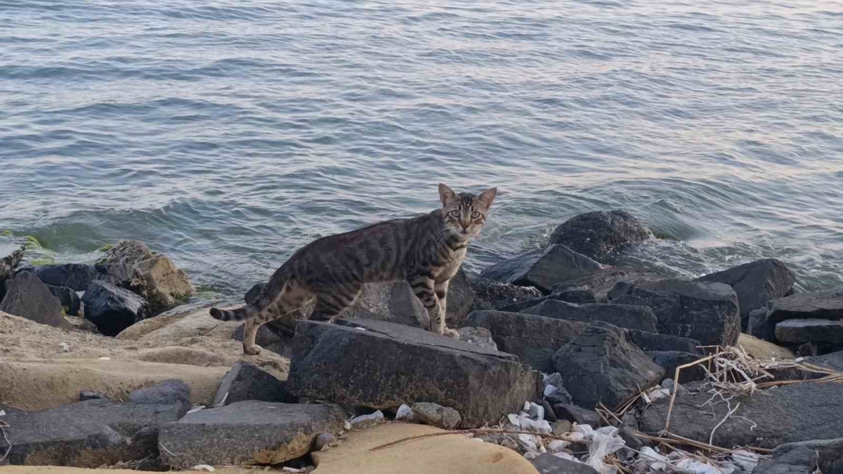 Tekirdağ sahili sıcak havada sessizliğe büründü: Sahilin yeni sahipleri kediler oldu
