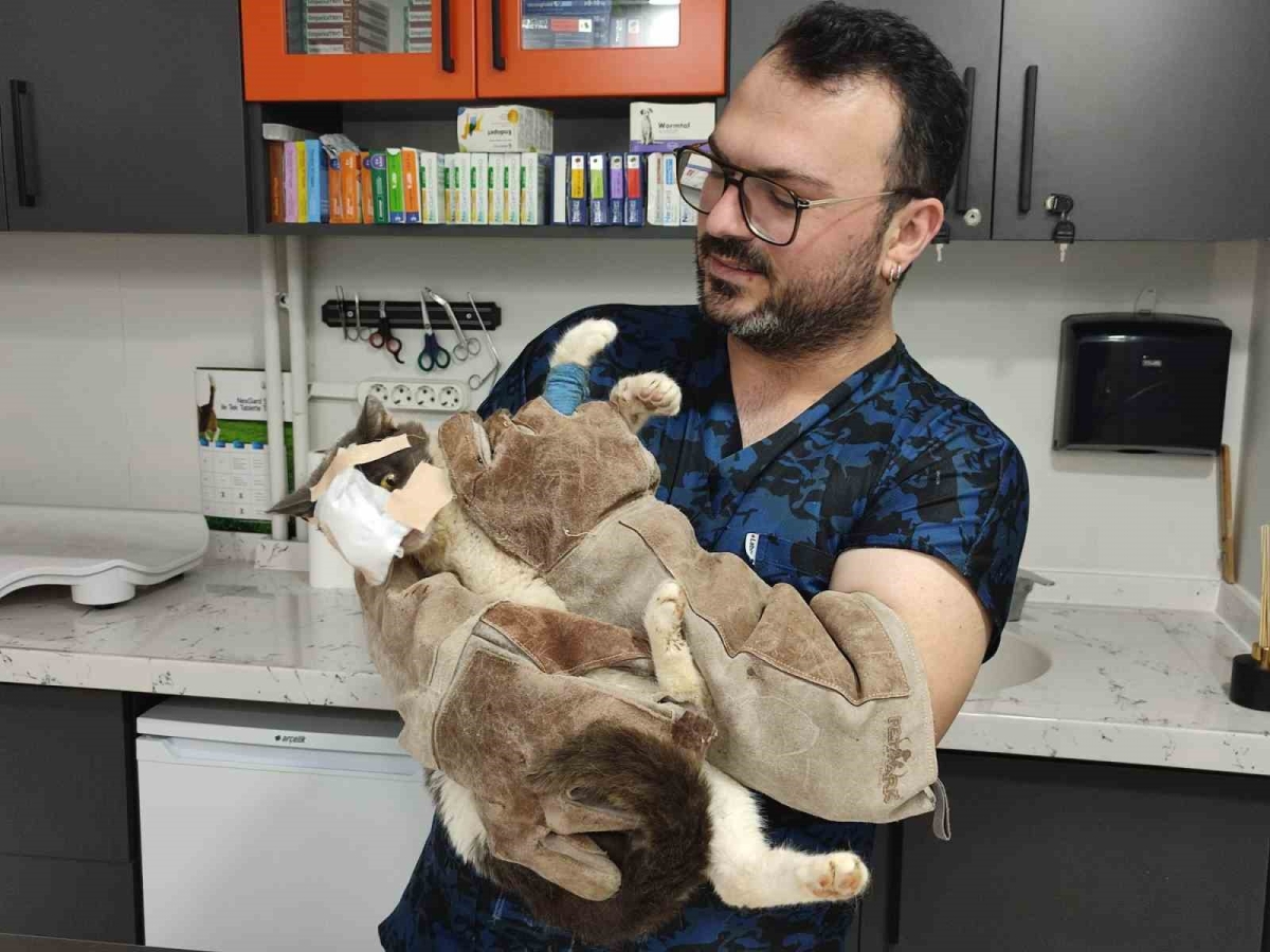 Keşan’da yüzündeki tümör alınan kedinin yüzüne canlı deri flebi taşındı
