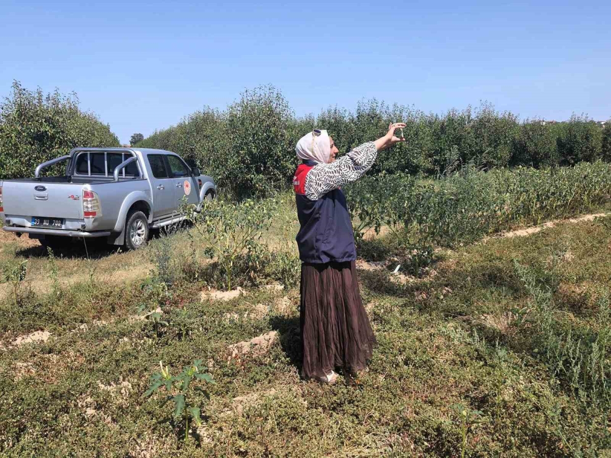 Babaeski’de tarlalar mercek altında
