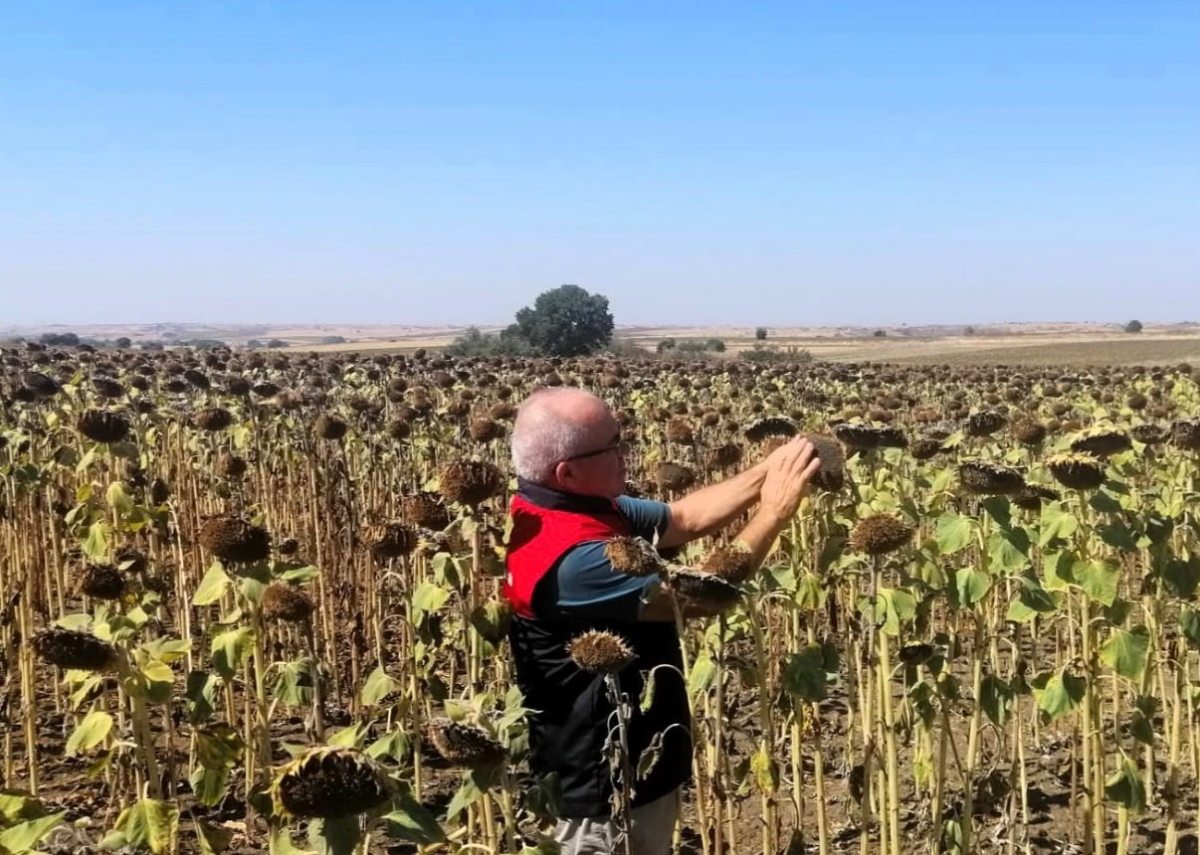 Kırklareli’nde TAKE projesiyle ekimi yapılan ayçiçekleri kontrol edildi
