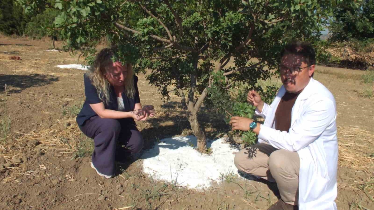 Balıkesir’de sakız hasadına başlandı
