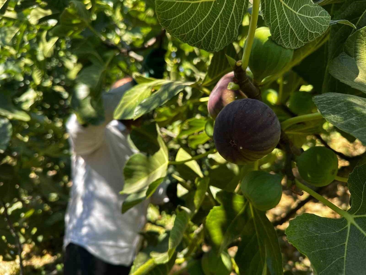 Avrupa’nın gözde meyvelerinden 