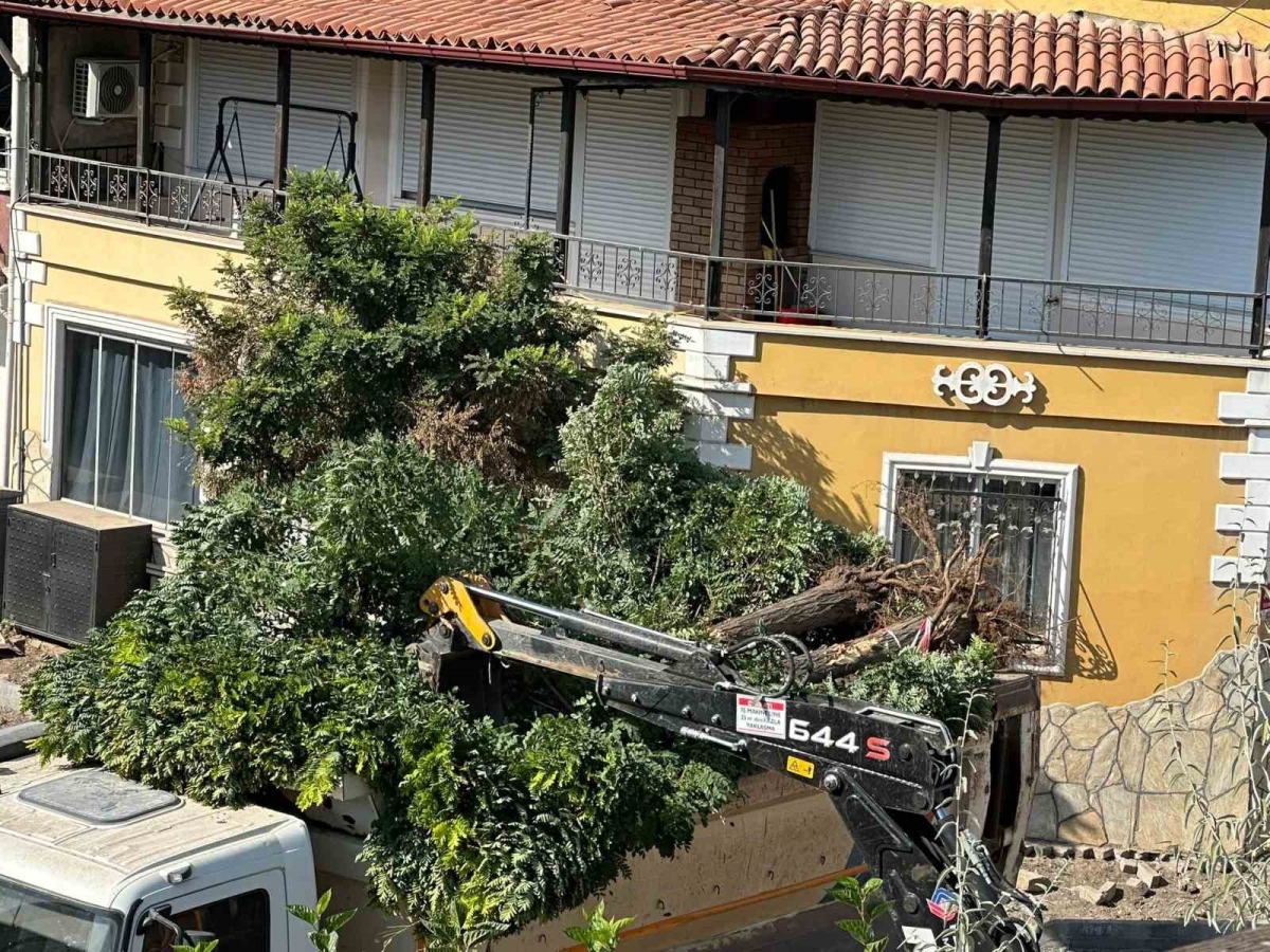 Sındırgı’da yol yapım çalışmaları sırasında ağaçlar söküldü
