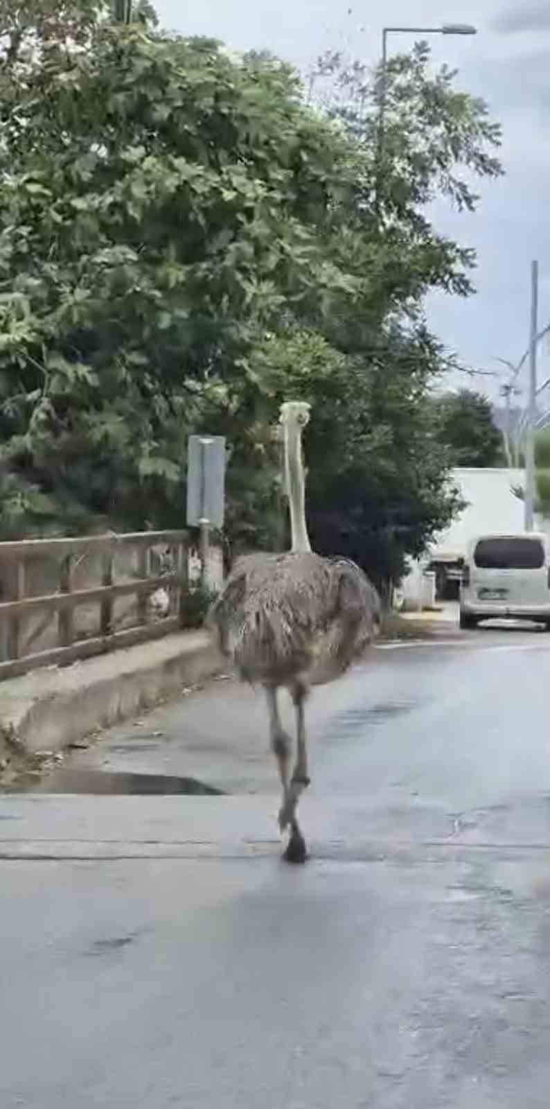 Şile’de hayvanat bahçesinden kaçan deve kuşu ortalığı birbirine kattı
