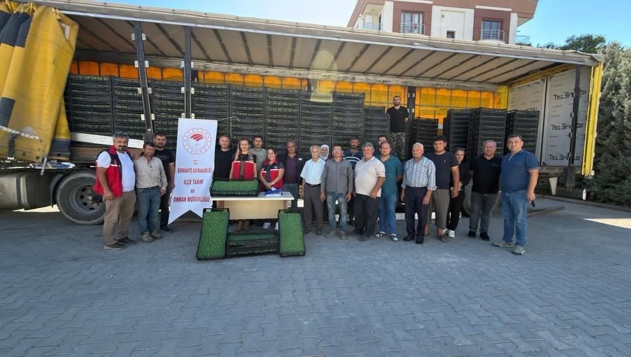 Burhaniye’de çiftçilere 300 bin 300 adet marul fidesi dağıtıldı
