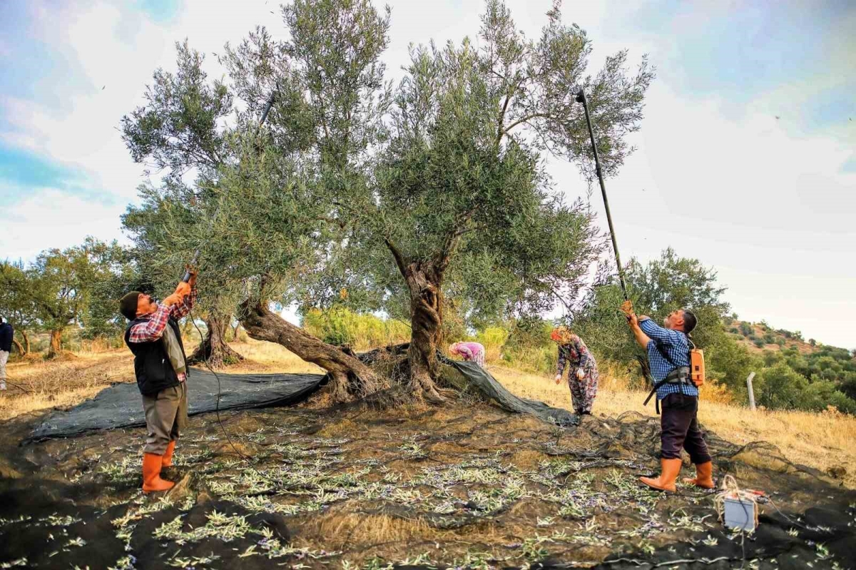 Güney Marmara’da zeytin hasadı başladı, üreticinin gözü fiyatta
