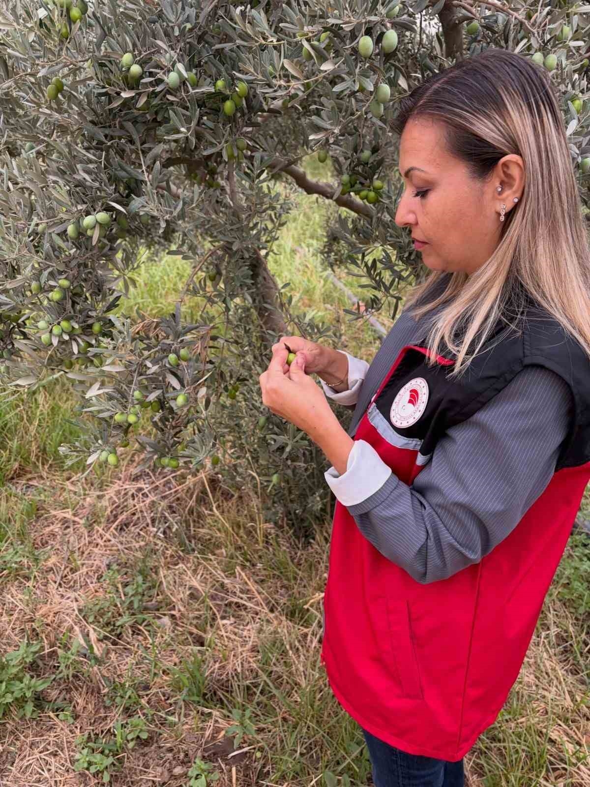 Burhaniye’de zeytin bahçelerinde zeytin sineği kontrolleri artırıldı
