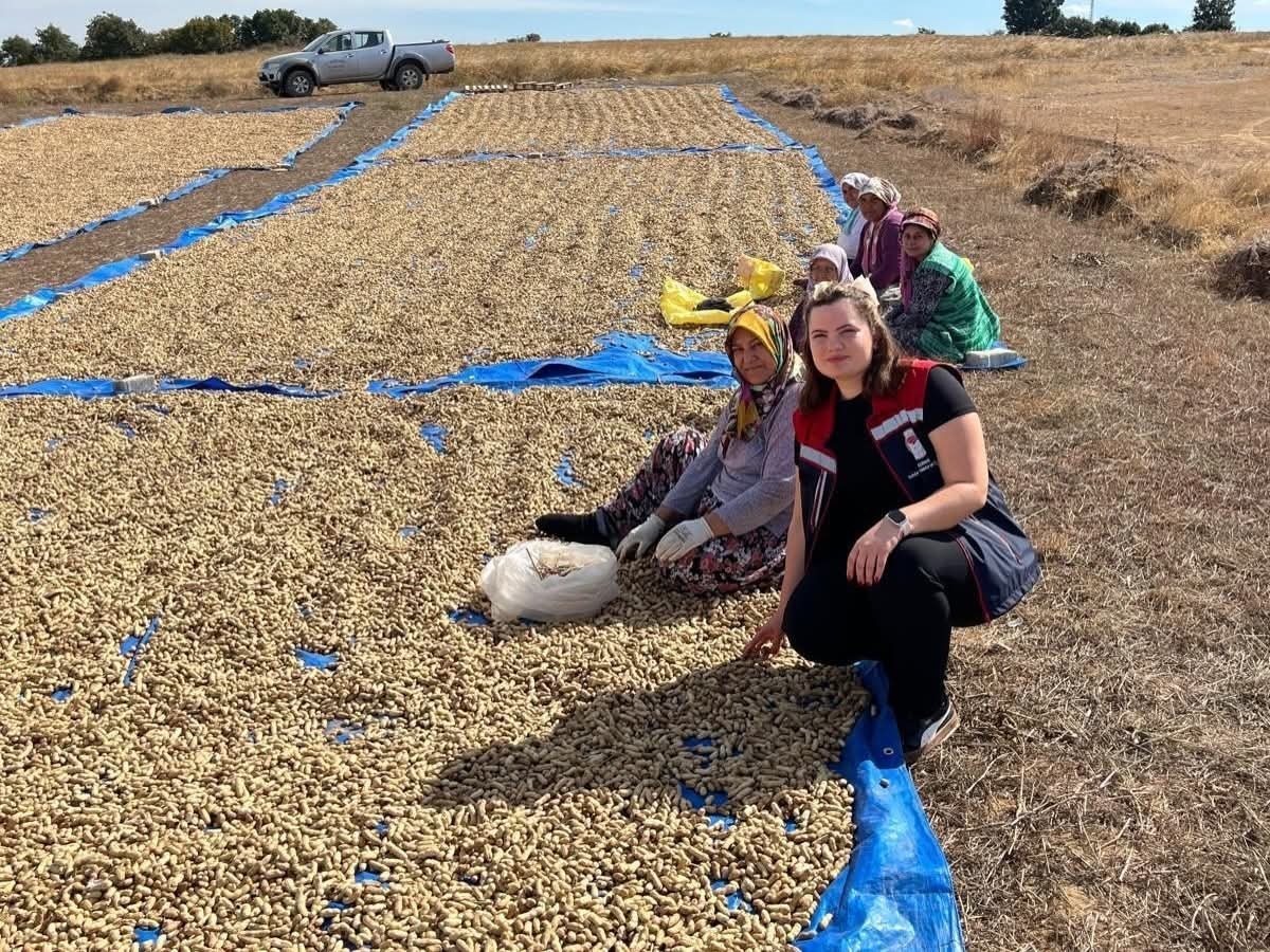 Meriç’te yer fıstığı hasadı başladı
