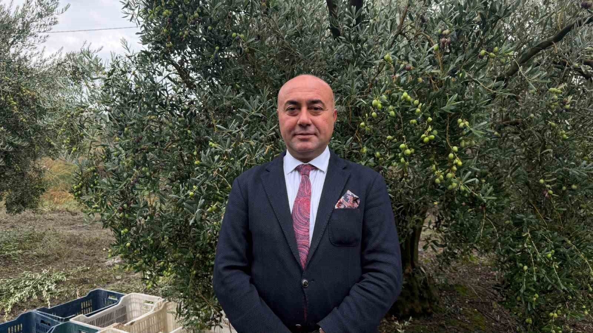 Marmarabirlik’ten 60 bin tonluk alım planı...Türkiye’de zeytinde rekor rekolte beklentisi

