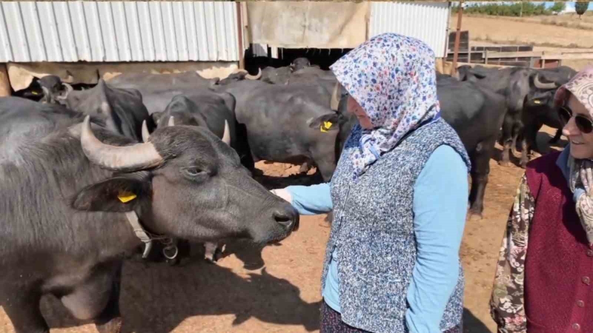 Tekirdağlı kadınların manda mesaisi: Sabah 5’te başlıyor
