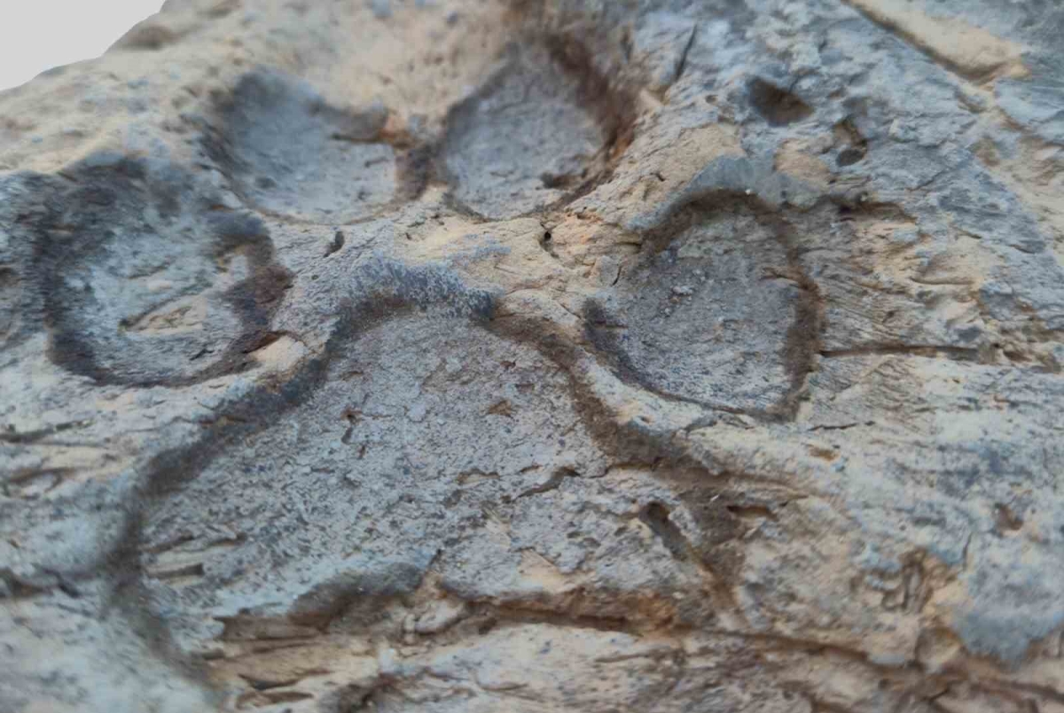 4 bin yıllık pati izleri gün yüzüne çıkarıldı
