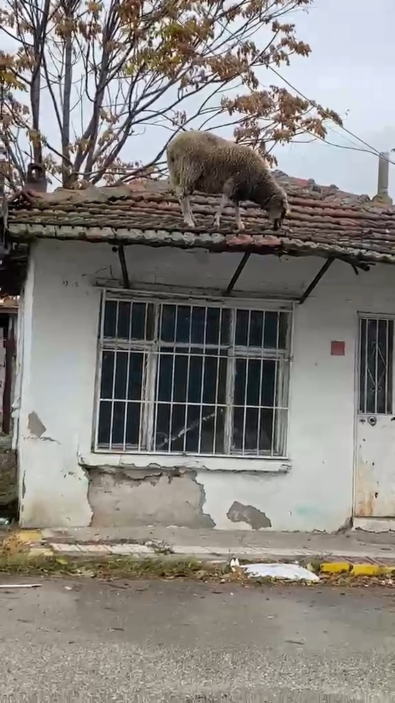 Edirne’de çatıya çıkan koyun şaşırttı: Otları yemek için çatıya çıktı
