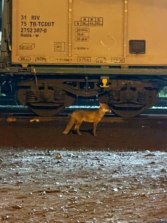 Muratlı’da tilki hareketliliği: Tren istasyonu yakınında görüldü
