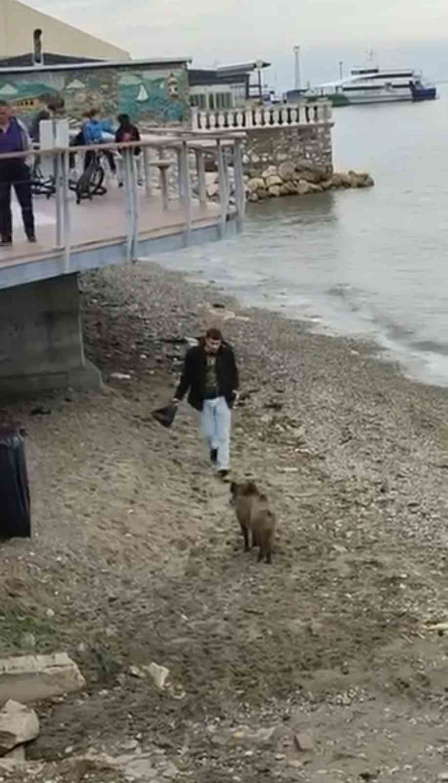Bursa’da aç kalan domuz Mudanya sahiline indi
