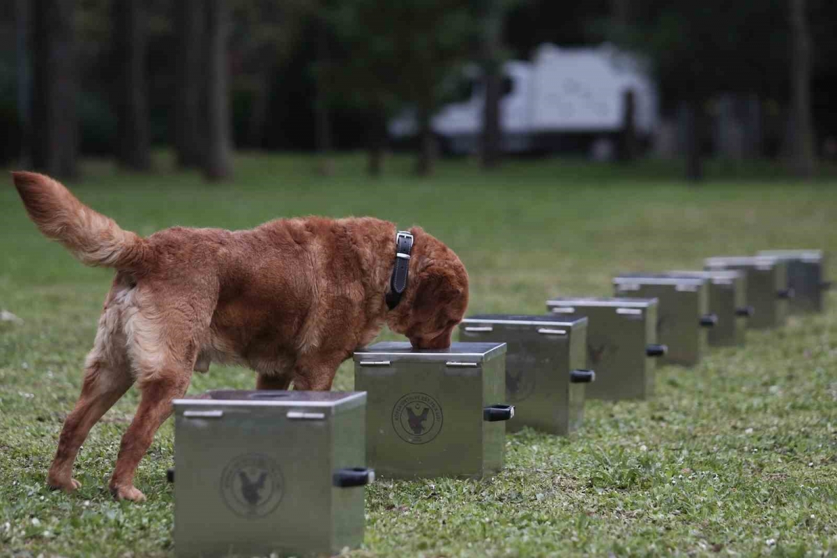 Bomba uzmanı köpeklerin nefes kesen eğitimi