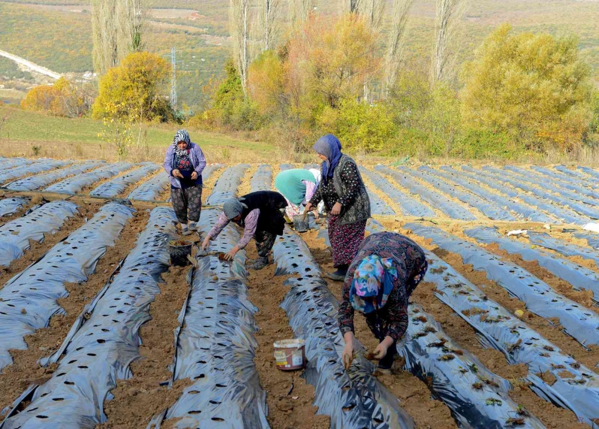 Nilüfer Belediyesi’nden kadın üreticilere 100 bin çilek fidesi