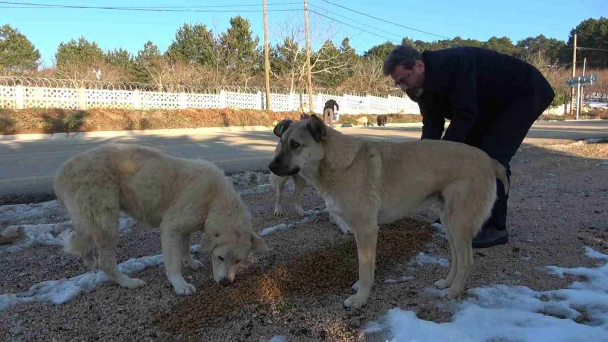 (Özel) Uludağ’da zorlu kış şartlarına direnen hayvanlara din görevlileri sahip çıktı