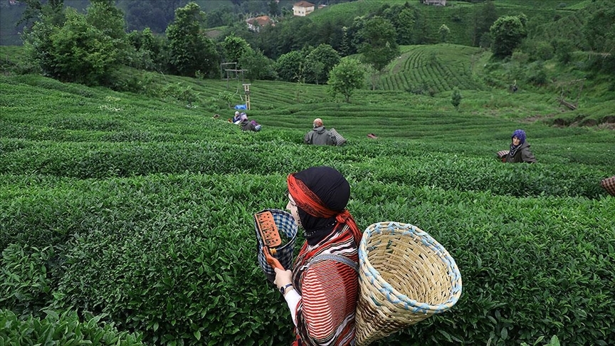 Bakan Kirişci: Çay üreticisine 749,4 milyon lira budama tazminatı ödemesi başladı