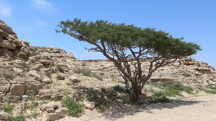 Umman'da yetişen 'kündür ağacı' antik çağlardan günümüze önemini koruyor