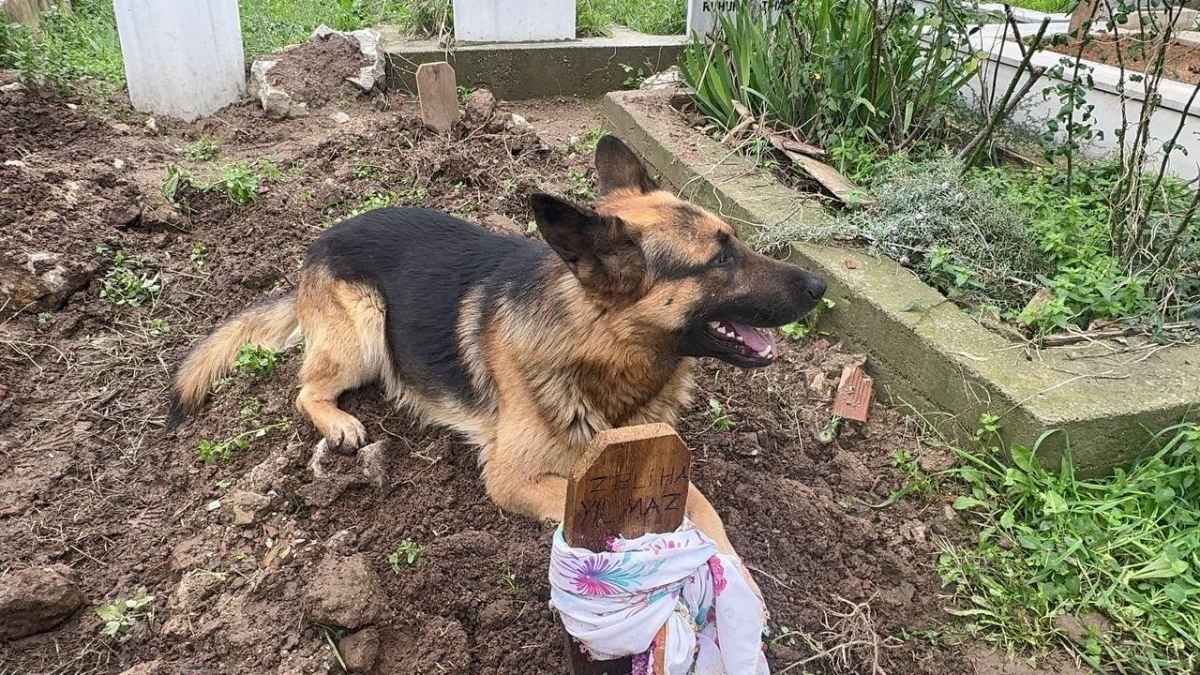 Evladı gibi baktığı köpeği 52 gündür mezarından ayrılmıyor