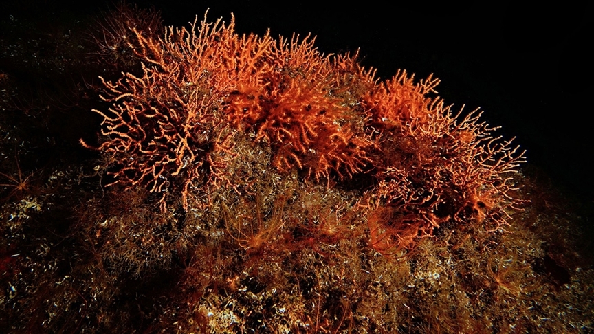 Marmara Denizi'ne ekilen mercanlar çoğalmaya başladı