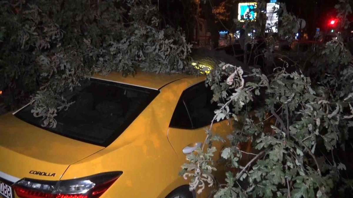 (Özel) 193 yıllık ağaç taksi durağına devrildi, 2 taksi ağacın altında kaldı