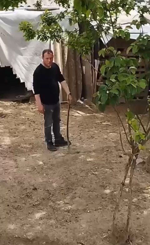 Bursa’da bahçesine giren yılanı elleriyle yakaladı