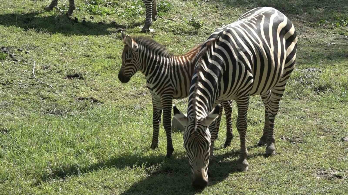 Bursa Hayvanat Bahçesi’nin zebra ailesine 3 yeni üye