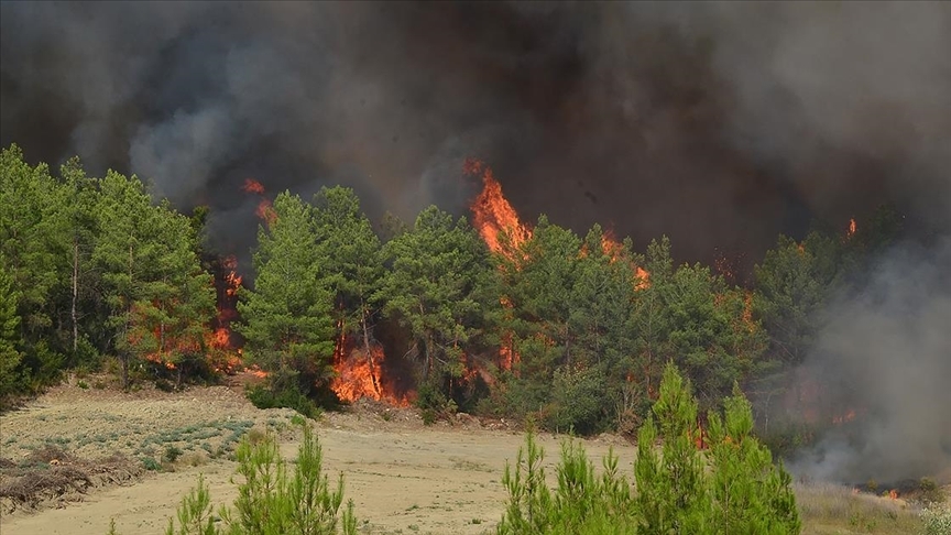 Son 10 yıldaki orman kaybının yüzde 61,5'i geçen yılki yangınlarda yaşandı