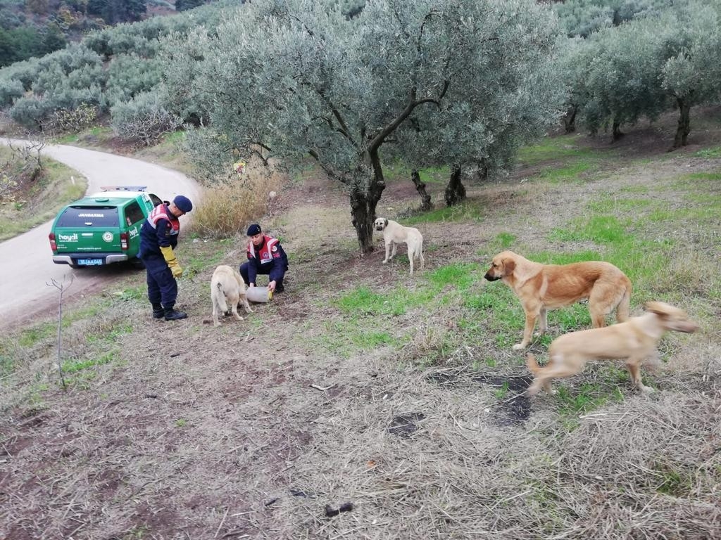 Jandarma ekipleri sokak hayvanlarını besledi