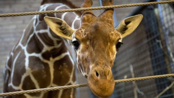 Zürafa 16 aylık bebeği çiğneyerek öldürdü