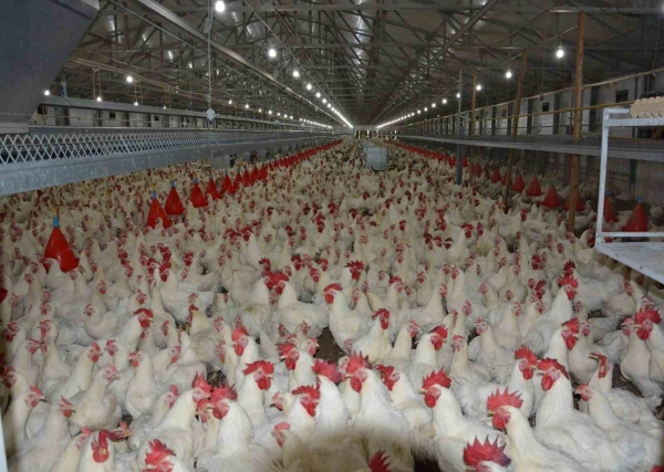 Uzmanı konuştu: ″Tavuk fiyatlarına yüzde 200 zam haberleri asılsız″